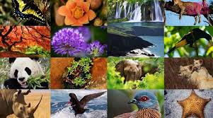 LEY CONTRA EL TRAFICO DE ESPECIES DE FLORA Y FAUNA SILVESTRE 